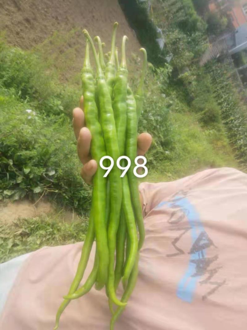苏润999/888/998特长线椒品种种子青果软皮长线椒