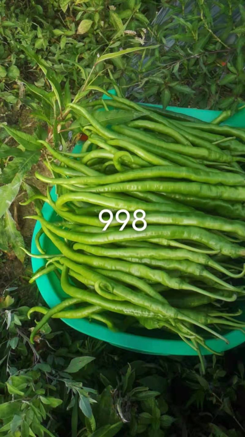 苏润999/888/998特长线椒品种种子青果软皮长线椒