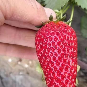 红颜草莓苗穴盘苗基地现挖现发保证品种保冷发货