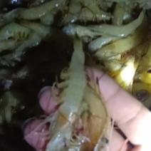 小黄虾，小海虾