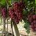 出售5BB砧木妮娜皇后葡萄种苗.大粒南北方种植，成活率高