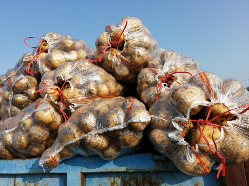 【热卖中】万亩三七土豆大量上市，质量好，代收代发全国