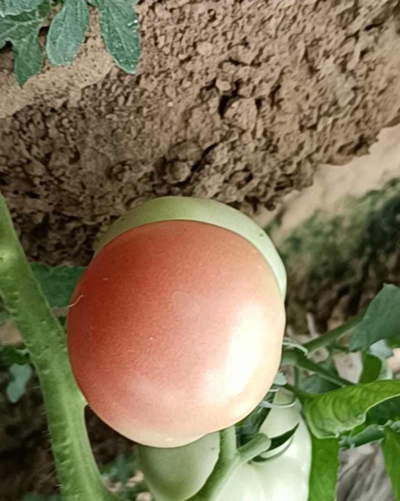 【精品】硬粉西红柿果形饱满颜色鲜亮产地直发欢迎联系