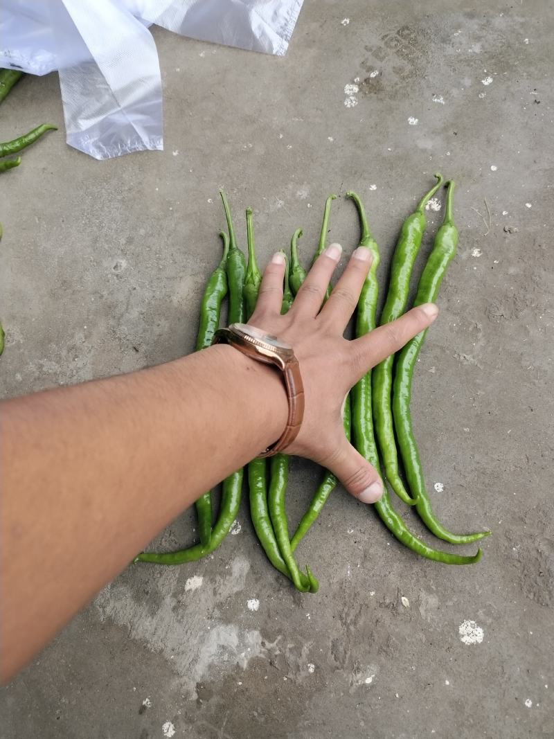 薄皮椒大量上市，欢迎基地看货，一手货源