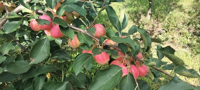 承德围场县沙果海棠果大量上市了，口感好，