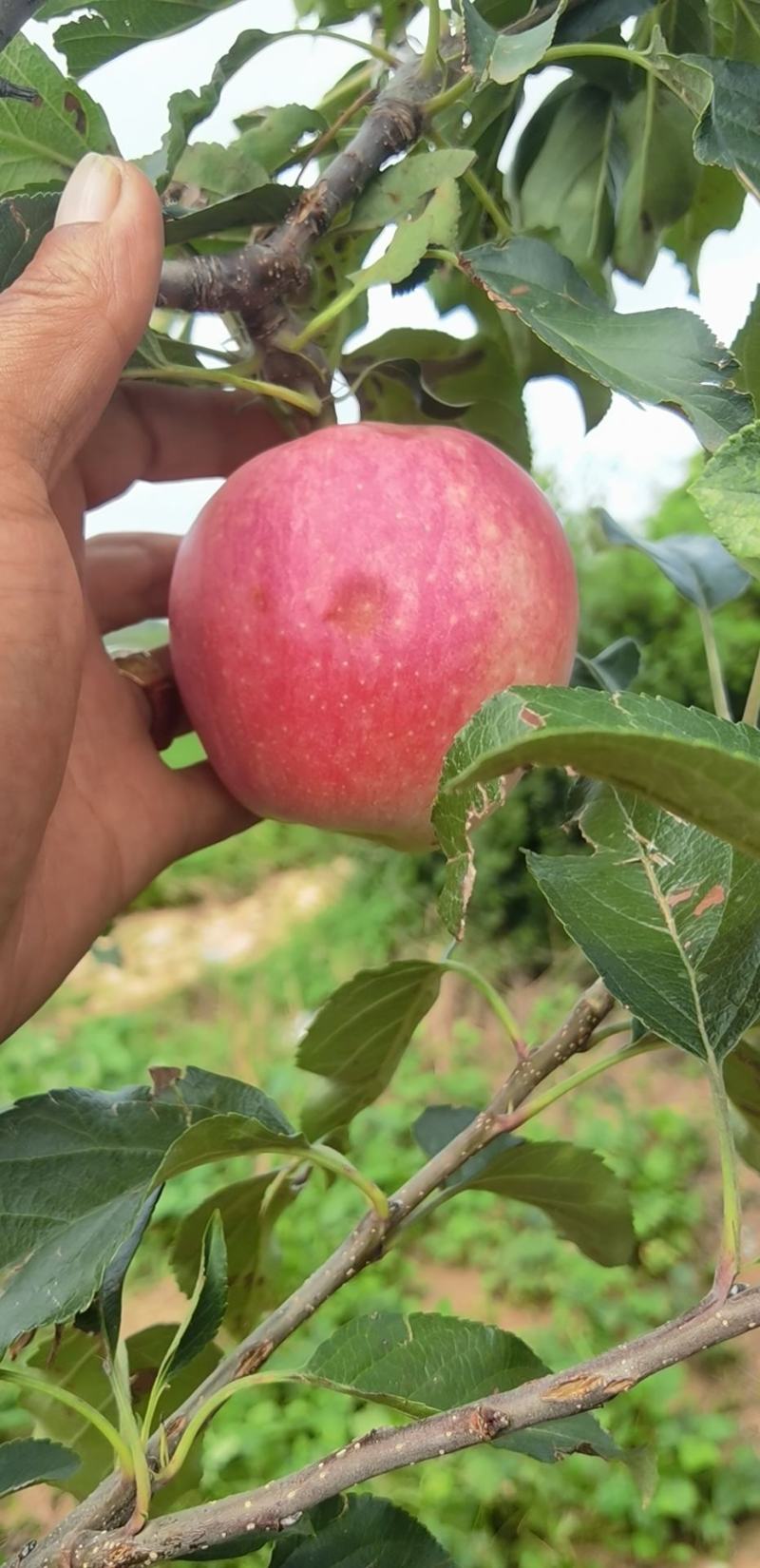 辽宁绥中轻微雹伤寒富返青寒富苹果大量上市大量供应货源充足