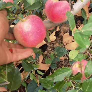 辽宁绥中轻微雹伤寒富返青寒富苹果大量上市大量供应货源充足