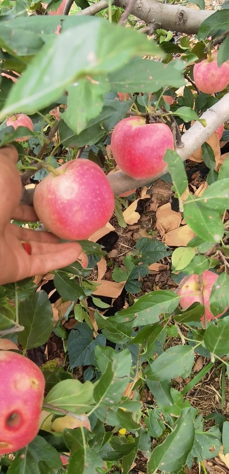 辽宁绥中轻微雹伤寒富返青寒富苹果大量上市大量供应货源充足