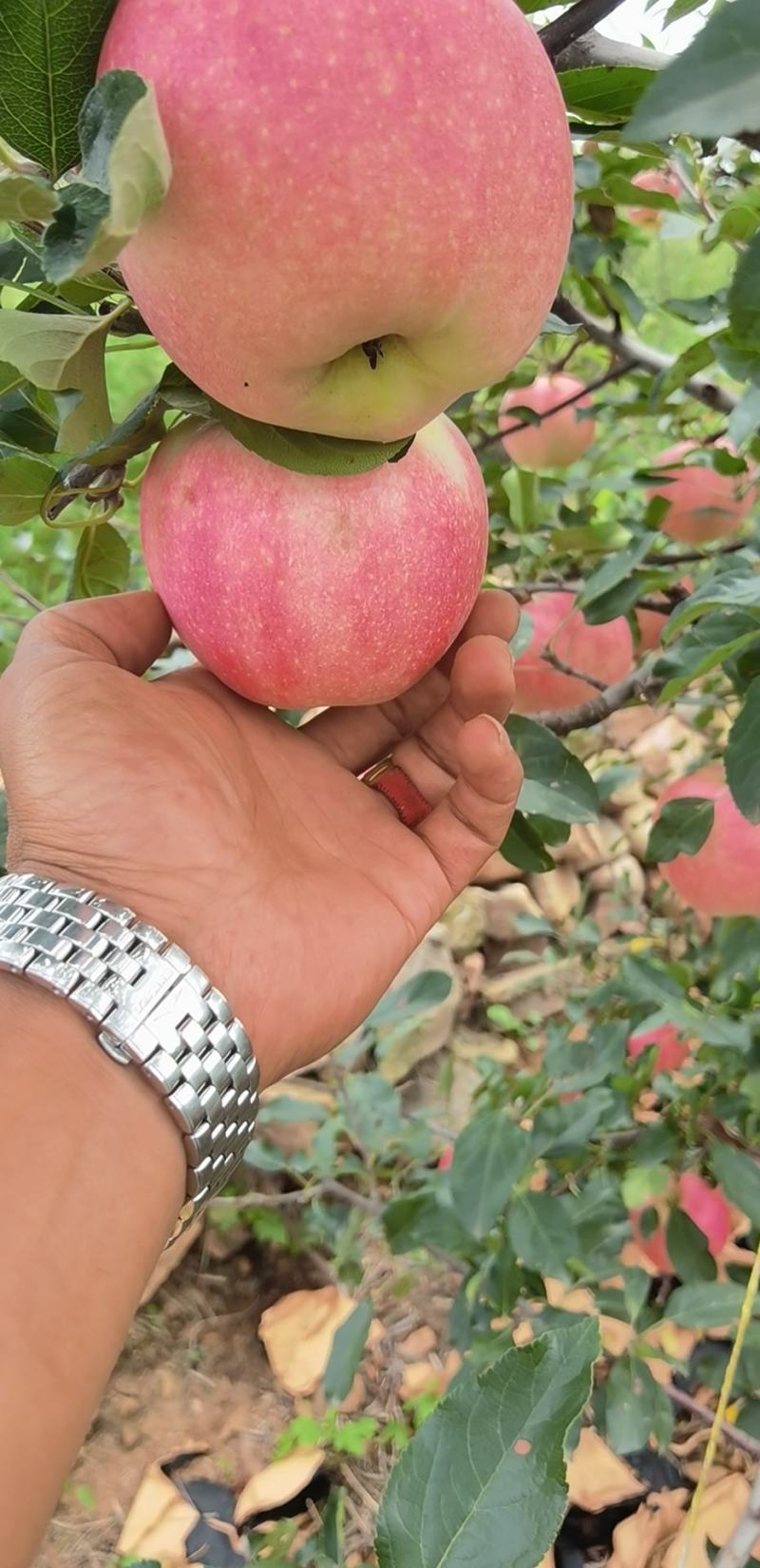 辽宁绥中轻微雹伤寒富返青寒富苹果大量上市大量供应货源充足