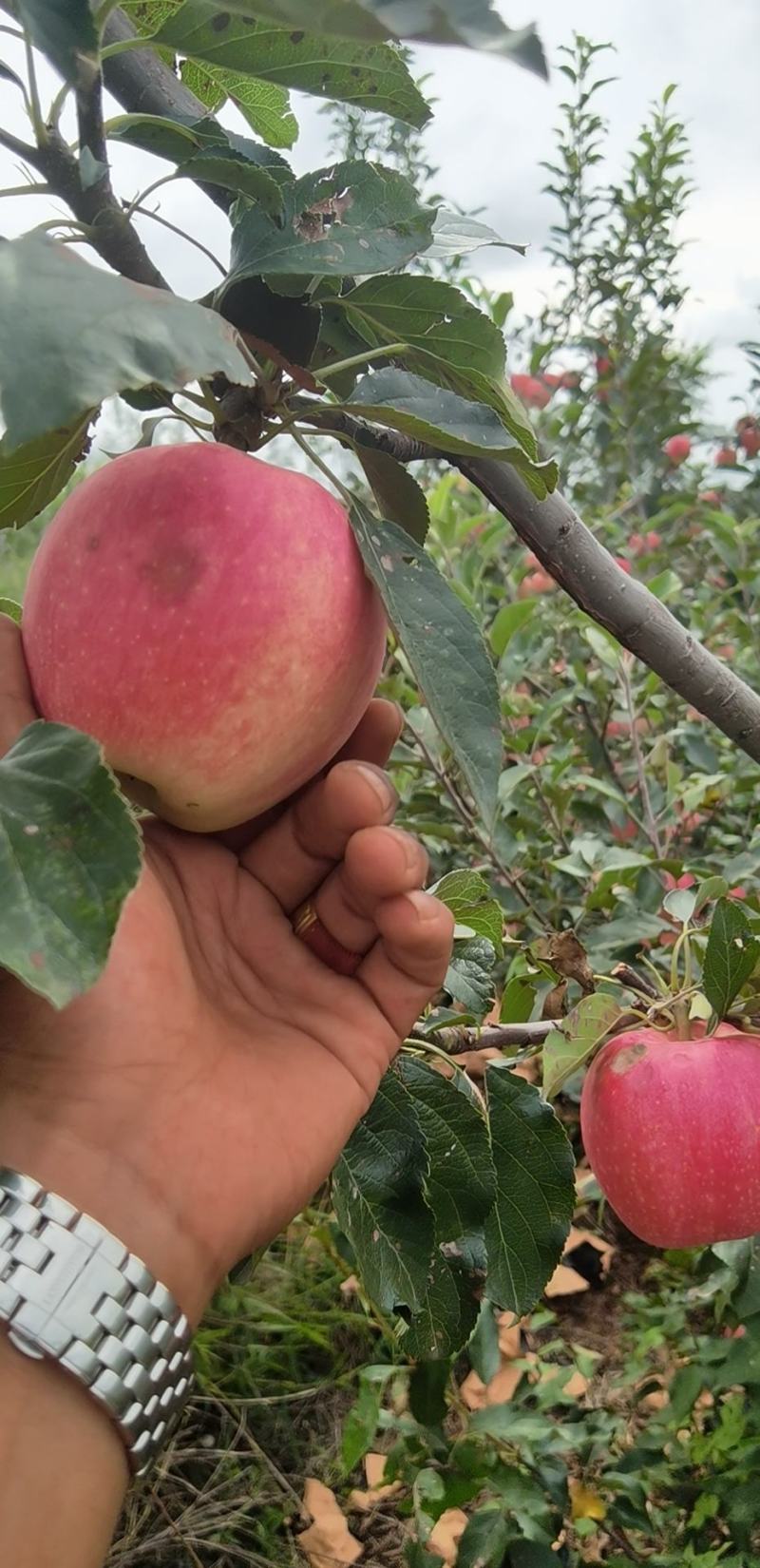 辽宁绥中轻微雹伤寒富返青寒富苹果大量上市大量供应货源充足