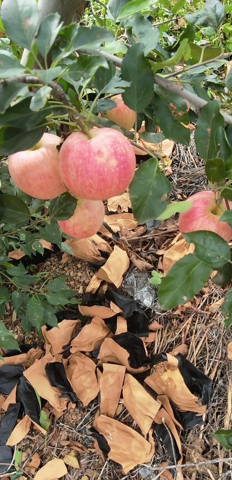 辽宁绥中轻微雹伤寒富返青寒富苹果大量上市大量供应货源充足