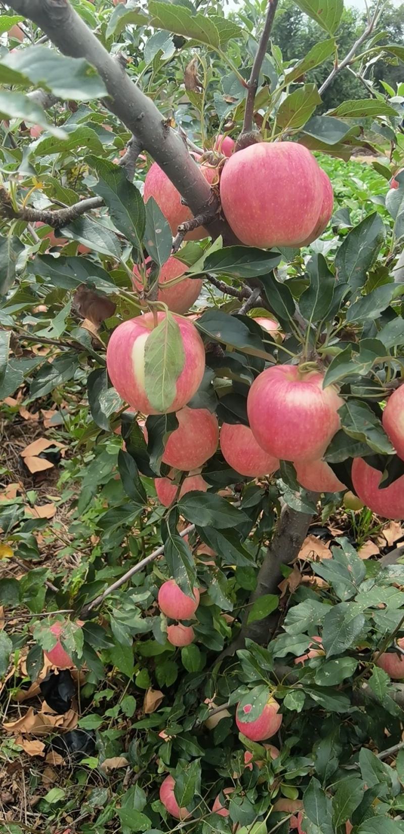 辽宁绥中轻微雹伤寒富返青寒富苹果大量上市大量供应货源充足