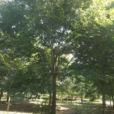 娜塔栎/娜塔栎树苗/种苗/苗木种苗/栎树种苗/栎树苗