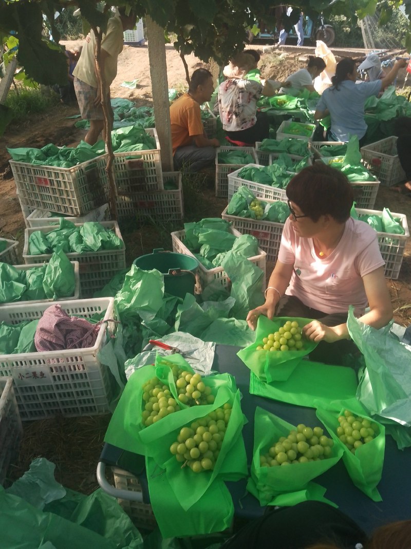 精品陕西阳光玫瑰葡萄，一手货源，代发全国