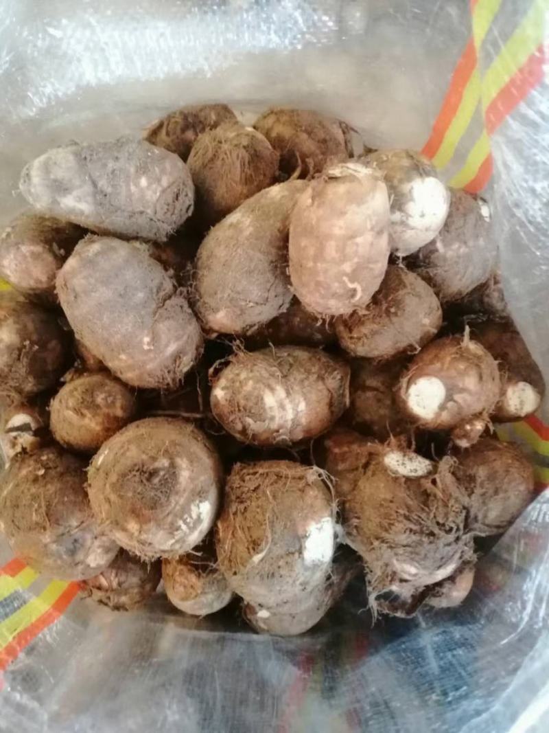 毛芋头批发精品毛芋头大量供应货源充足全国发货