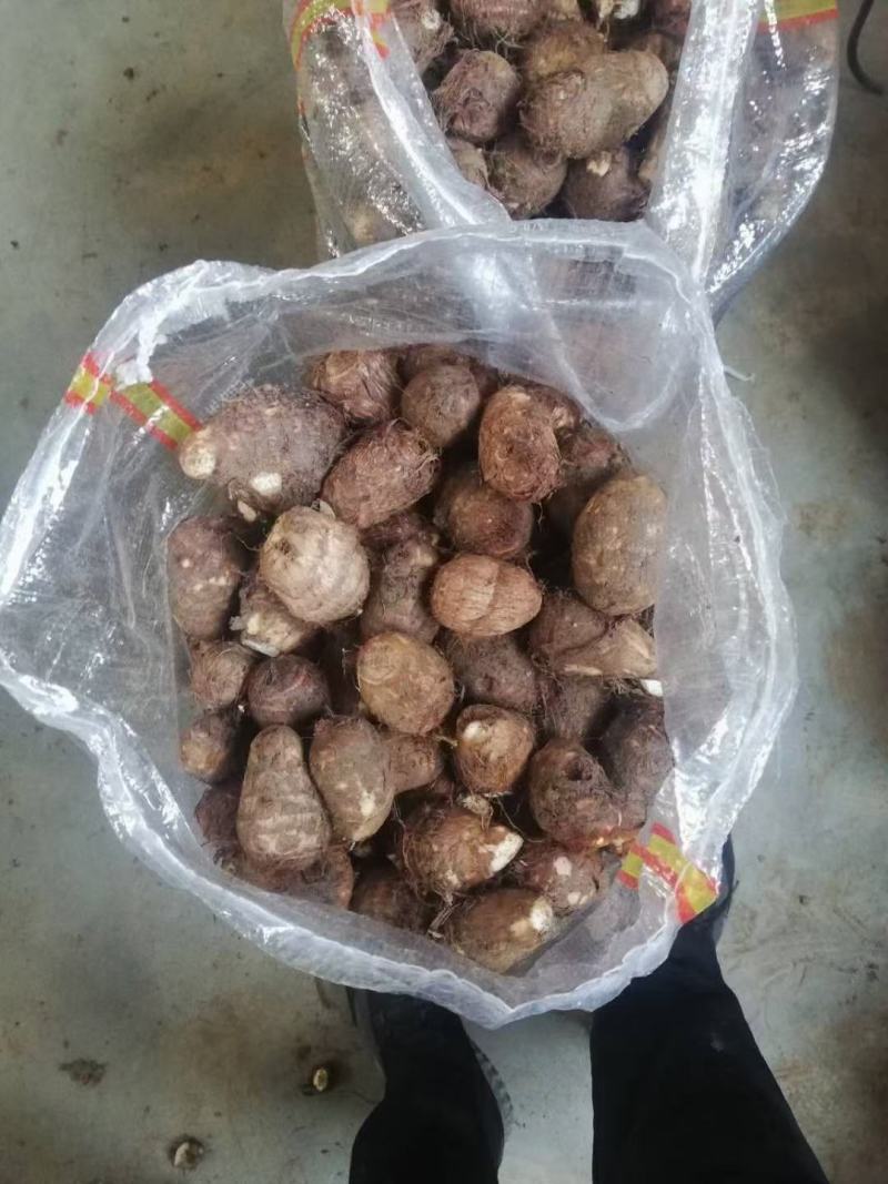 毛芋头批发精品毛芋头大量供应货源充足全国发货