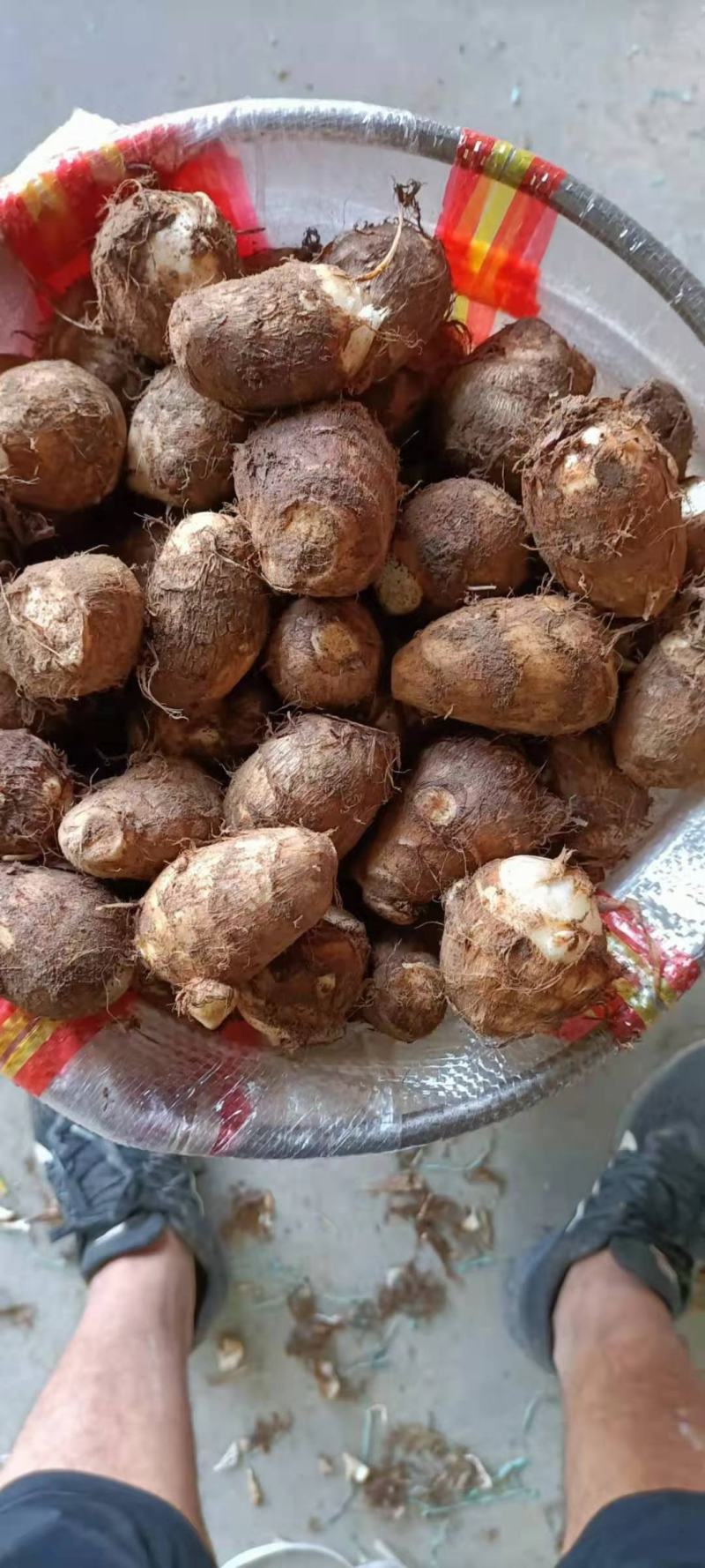 毛芋头批发精品毛芋头大量供应货源充足全国发货