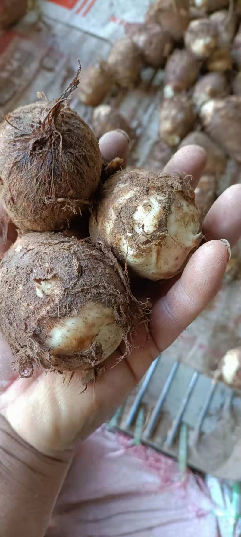 毛芋头批发精品毛芋头大量供应货源充足全国发货