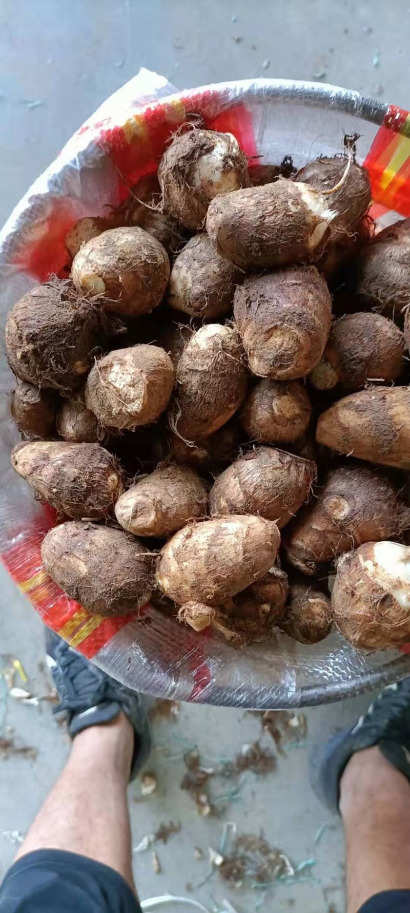 毛芋头批发精品毛芋头大量供应货源充足全国发货