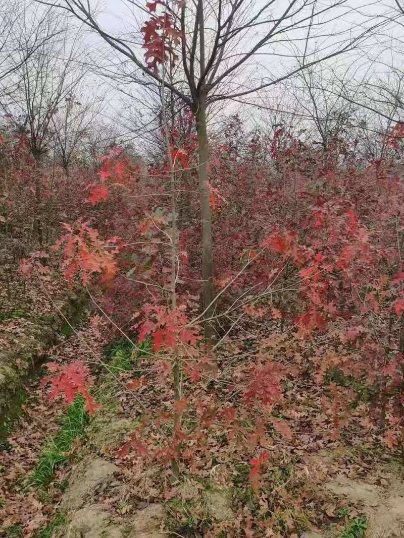 娜塔栎/娜塔栎树苗/种苗/苗木/栎树种苗/栎树苗