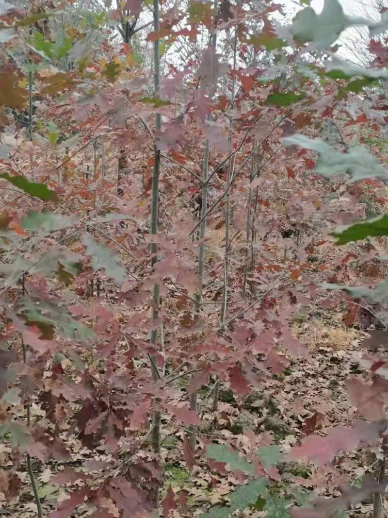娜塔栎/娜塔栎树苗/种苗/苗木/栎树种苗/栎树苗
