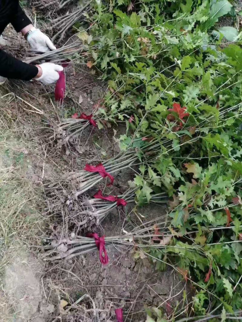 娜塔栎/娜塔栎树苗/种苗/苗木/栎树种苗/栎树苗