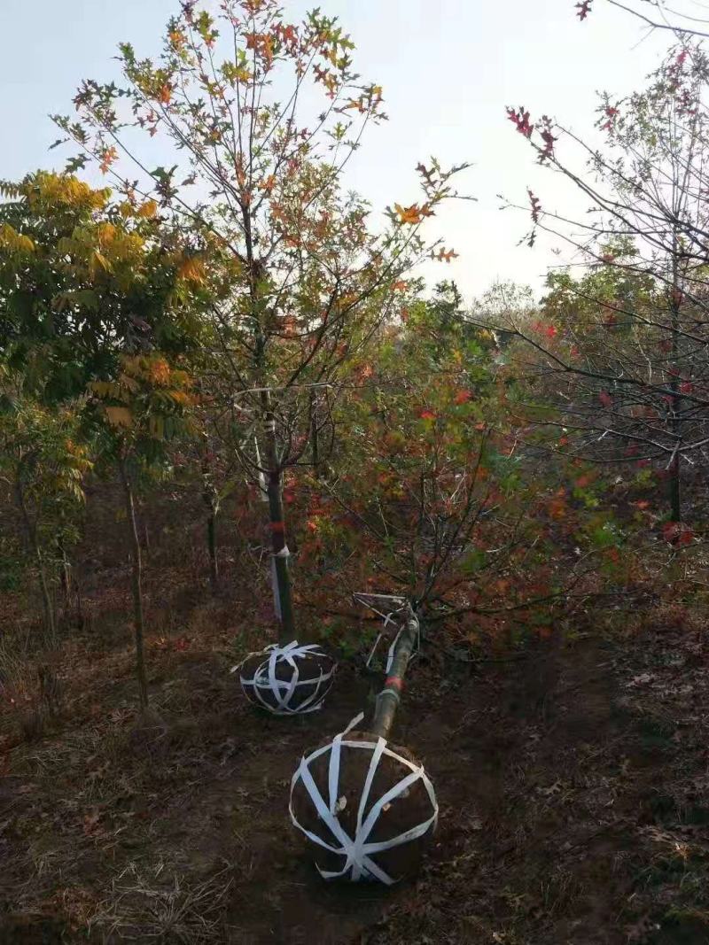 娜塔栎/娜塔栎树苗/种苗/苗木/栎树种苗/栎树苗