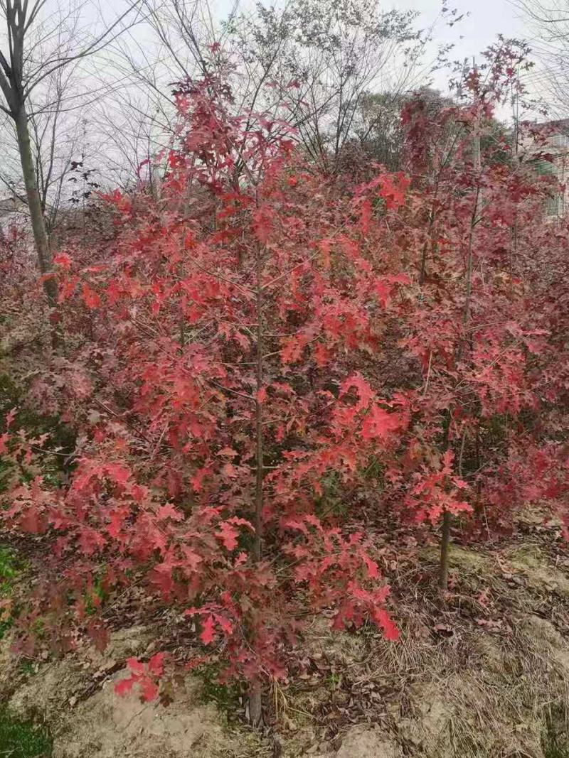 娜塔栎/娜塔栎树苗/种苗/苗木/栎树种苗/原生态树苗