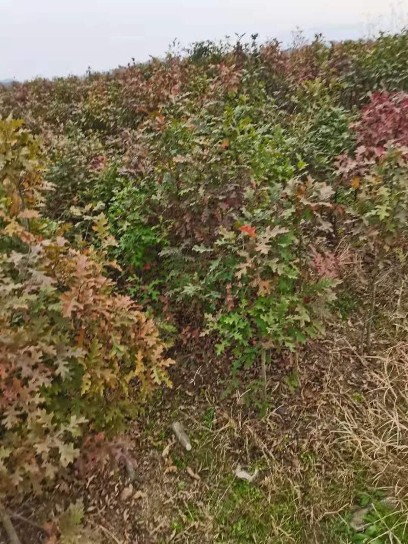 娜塔栎/娜塔栎树苗/种苗/苗木/栎树种苗/林木树苗/原生