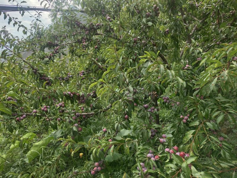 红脆李已成熟农户自产自销