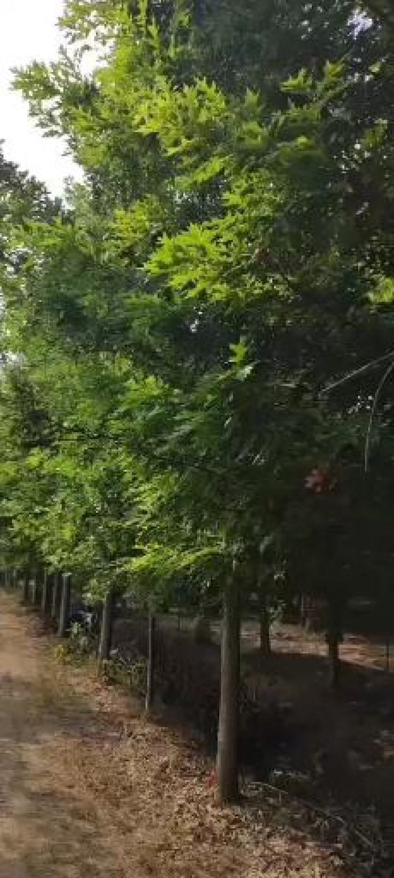 娜塔栎/娜塔栎树苗/种苗/苗木/栎树种苗/林木树苗/原生
