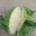 【扁包菜】精品墨玉五零包菜上市现砍现发质量保证可供商超