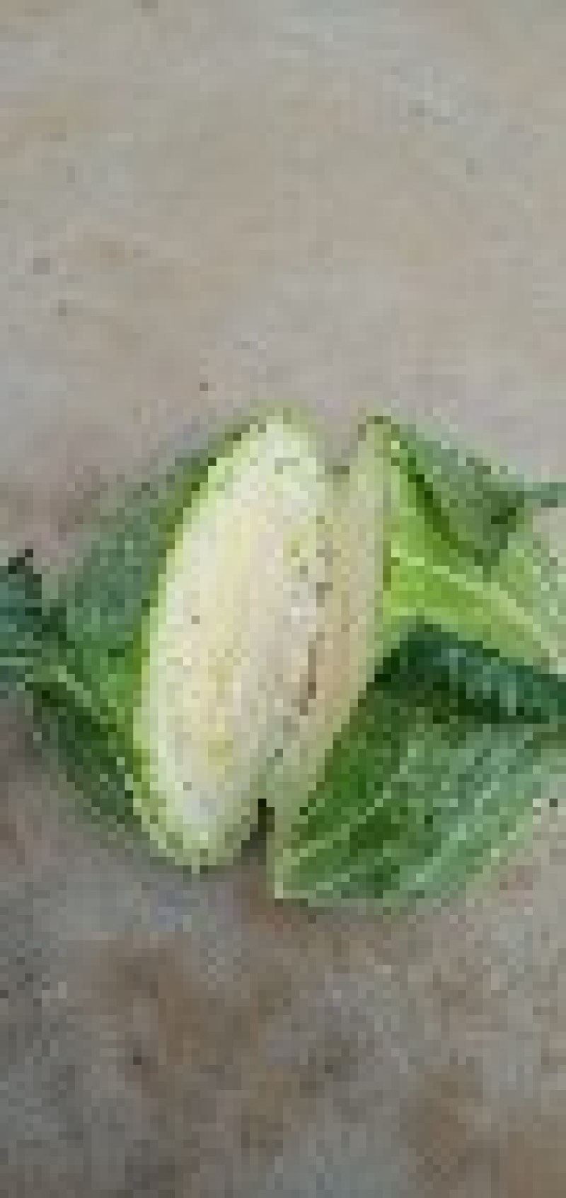 【扁包菜】精品墨玉五零包菜上市现砍现发质量保证可供商超