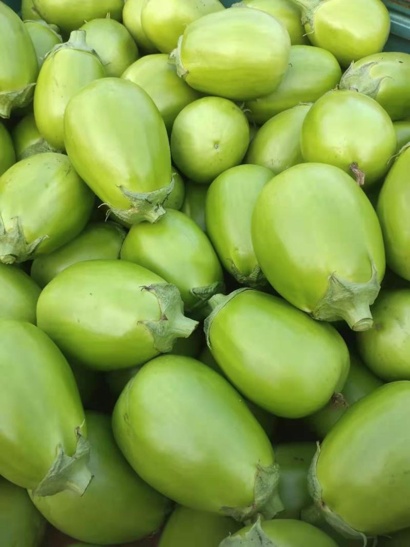 青茄子大量上市
