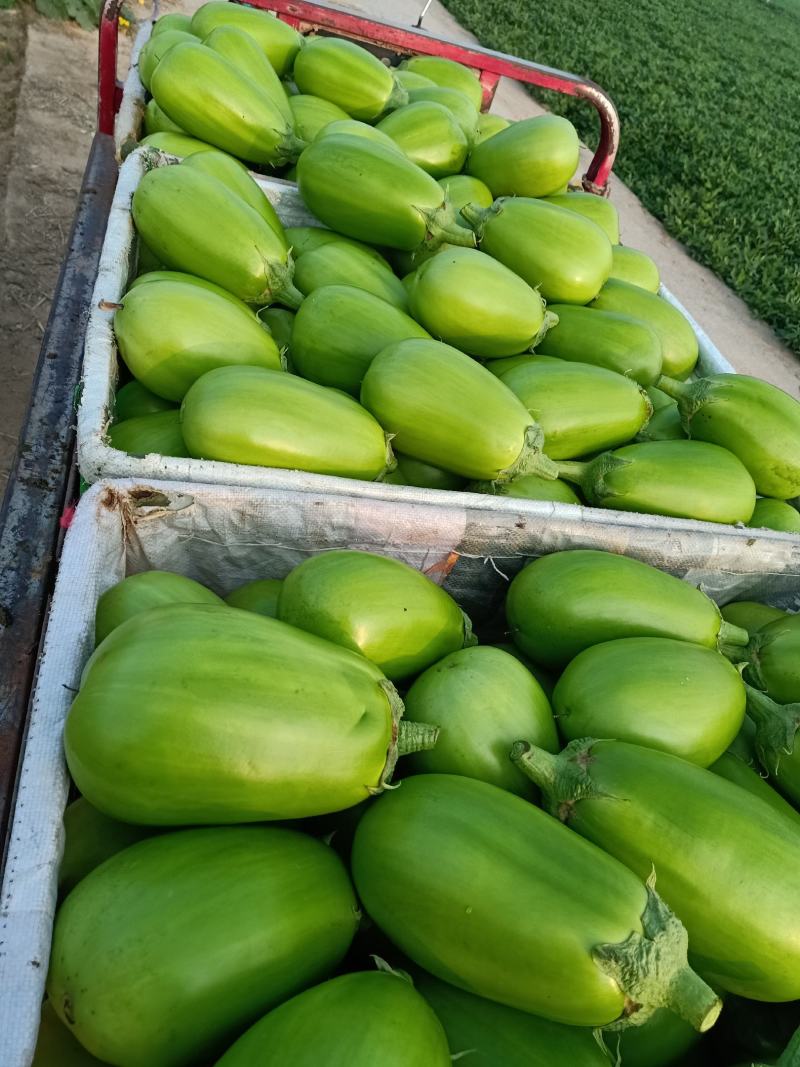 青茄子大量上市