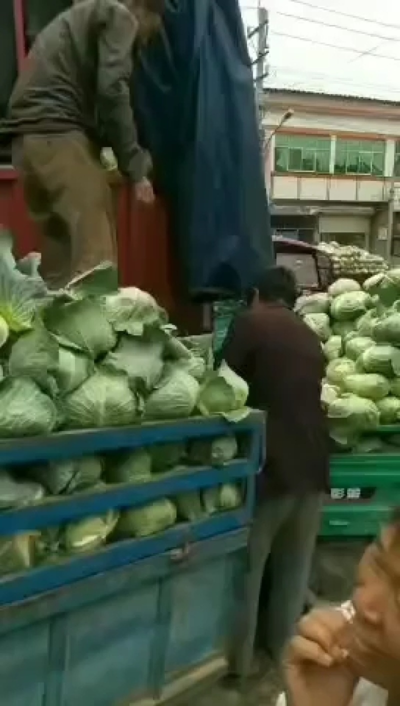 【扁包菜】精品墨玉五零包菜上市现砍现发质量保证可供商超