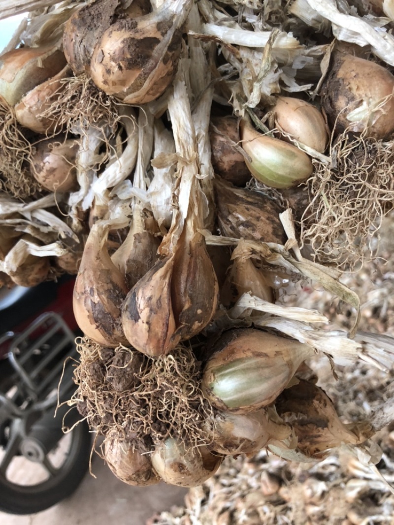 四川优质火葱头/红葱头/香葱头/红葱头/量大从优/产地直发