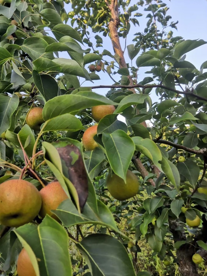 鸡心果，南国梨