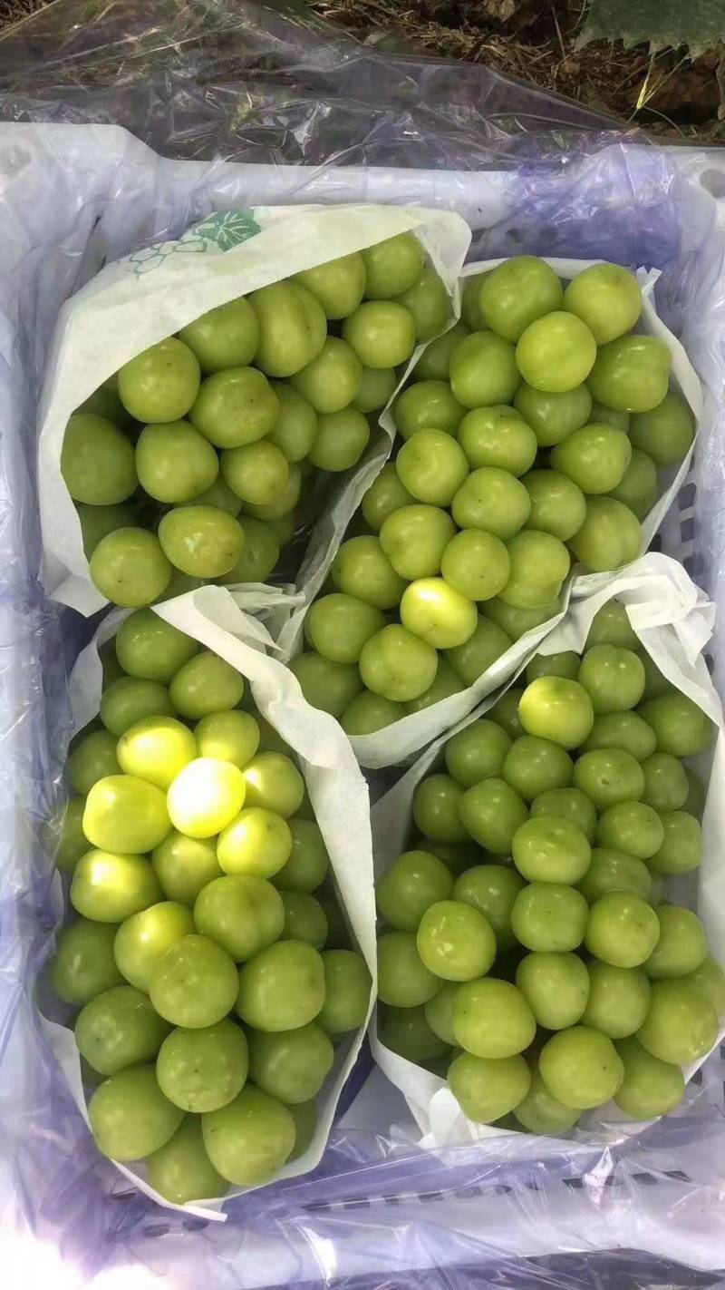 阳光玫瑰葡萄〈冷棚，露地〉糖度高，耐运，味道芳香！