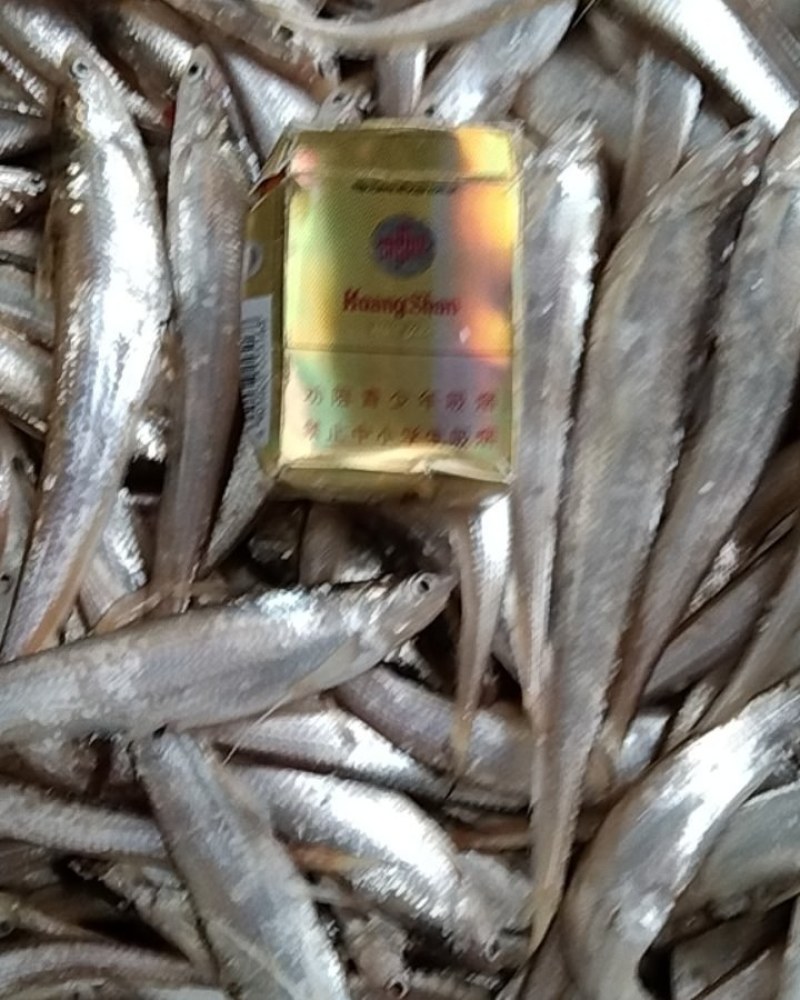 刀鱼高质量，没毛病