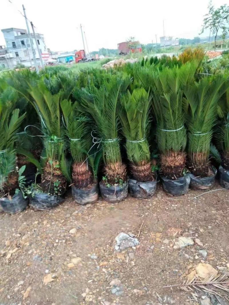 苏铁/铁树/花卉盆景/观叶植物/铁树/原生态树苗/林木