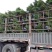苏铁/铁树/花卉盆景/观叶植物/铁树/原生态树苗/林木
