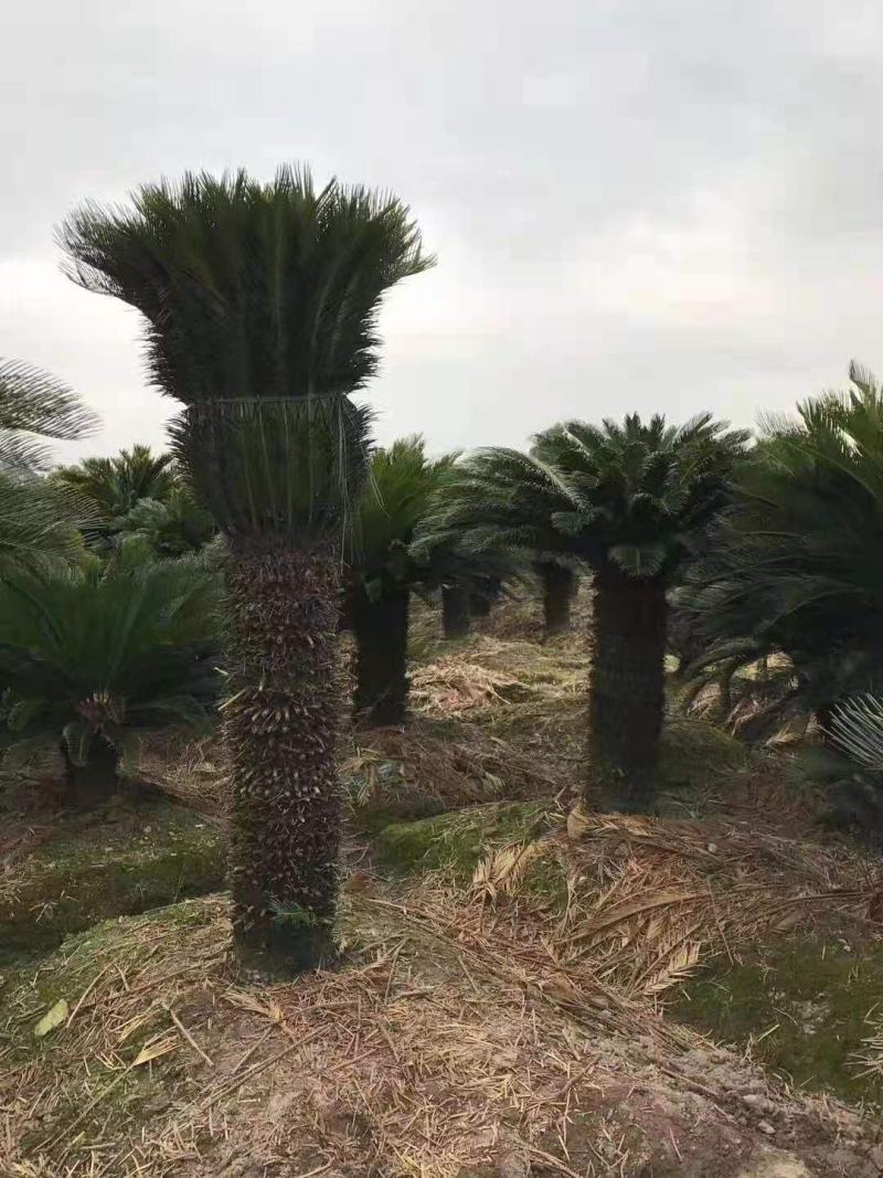 苏铁/铁树/花卉盆景/观叶植物/铁树/原生态树苗/林木