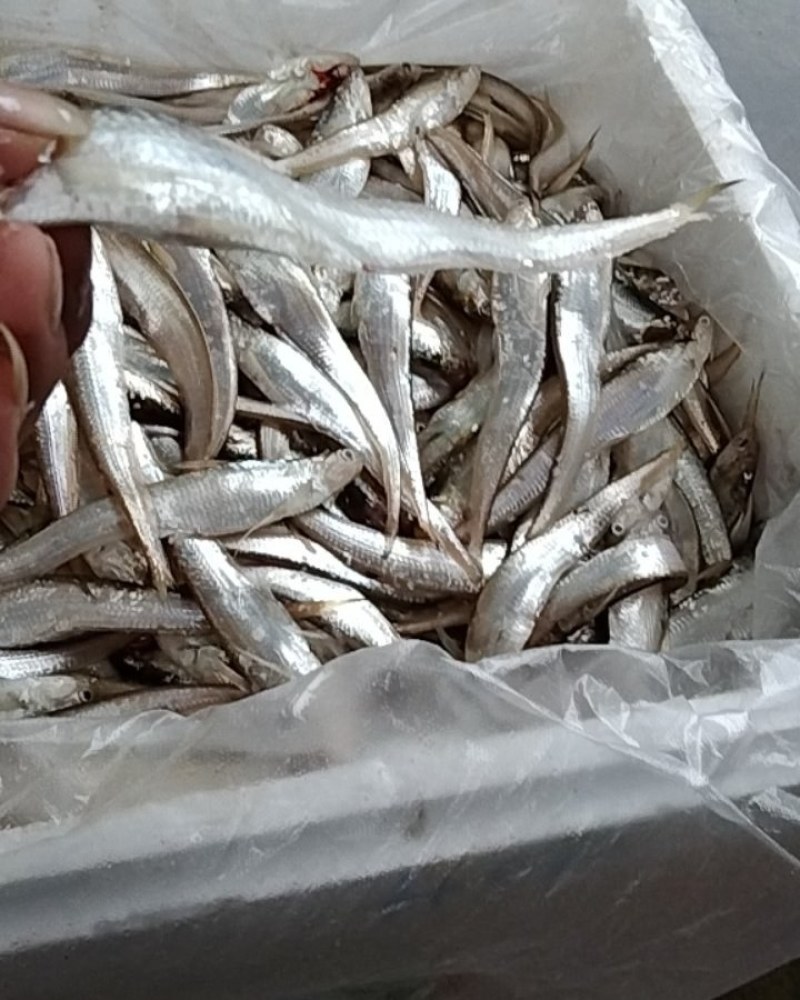 刀鱼高质量，没毛病