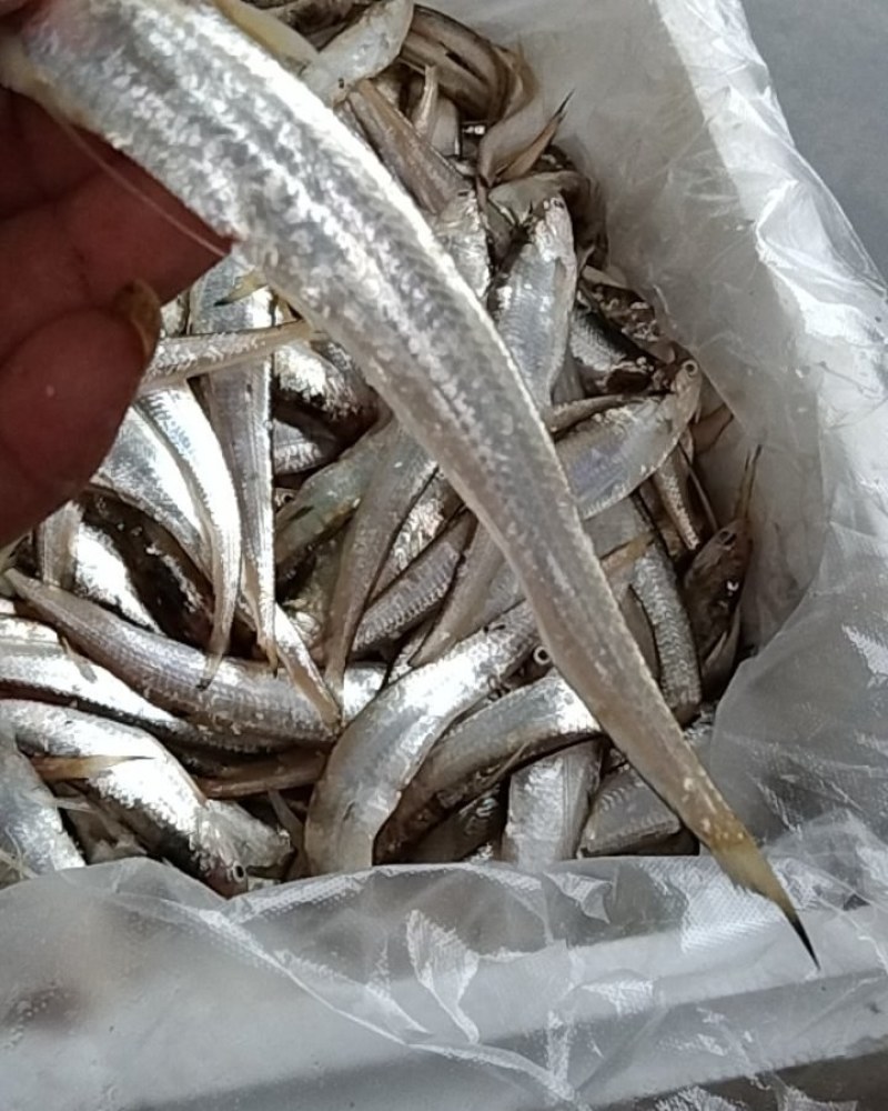 刀鱼高质量，没毛病
