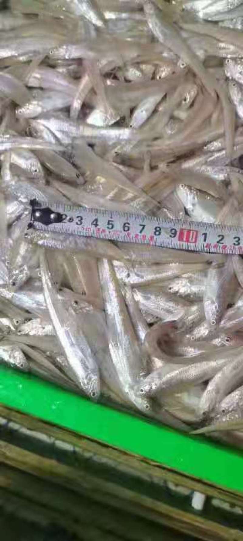 新鲜上货毛刀鱼