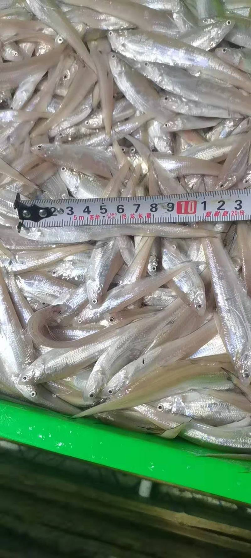 新鲜上货毛刀鱼