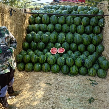 庆红京欣西瓜大量现货产地直发坏果包赔量大优惠