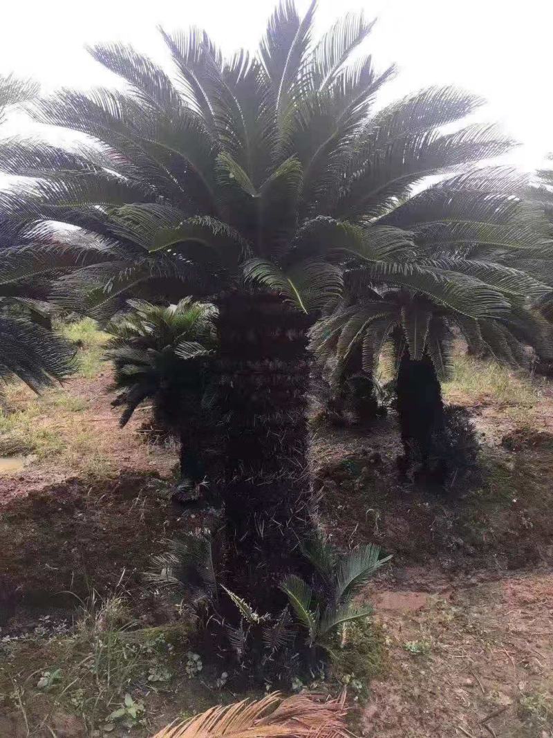 苏铁/铁树/花卉盆景/观叶植物/铁树/原生态树苗/种苗