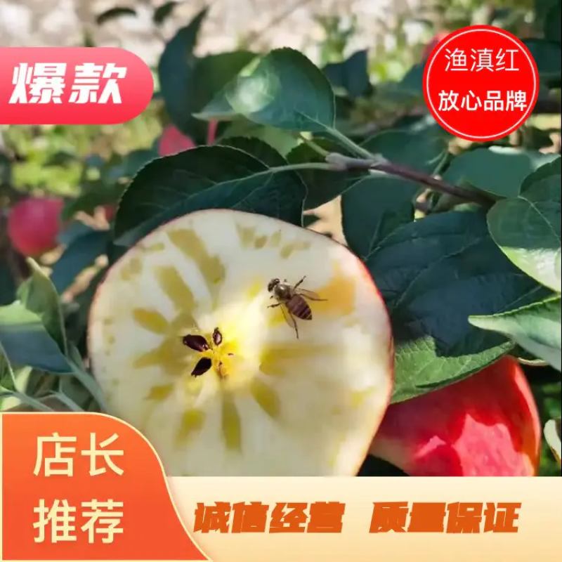 【推荐】云南昭通野生丑苹果冰糖心苹果一件代发【产地代办】